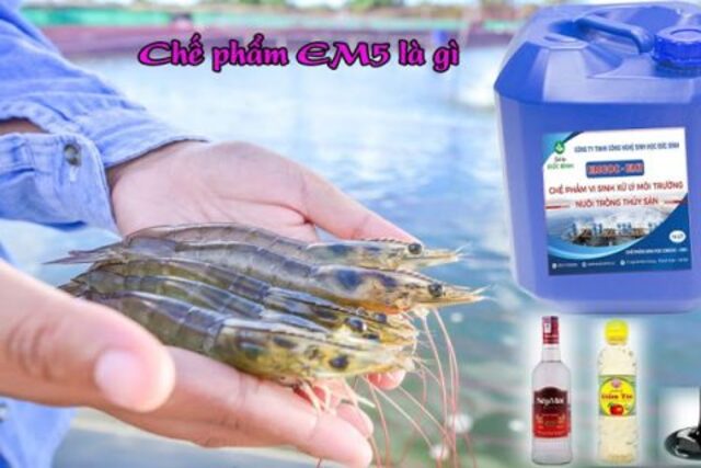 Chế phẩm vi sinh EM5 còn có tên gọi là EM rượu có tác dụng phòng chống sâu bệnh hại cây bằng việc xua đuổi côn trùng