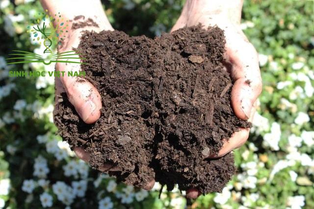 Vai trò của mùn, chất hữu cơ trong đất? Cách bổ sung chất hữu cơ 30 Nguồn gốc của chất hữu cơ hình thành tự nhiên là tàn tích của sinh vật như: xác của các loài thực vật, động vật và cả vi sinh vật