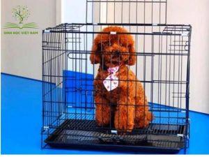 Ảnh 1: Lồng tĩnh điện cho thú cưng