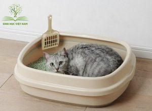 Ảnh 1: Mỗi chú mèo trưởng thành thường đi vệ sinh từ 4 đến 5 lần / ngày