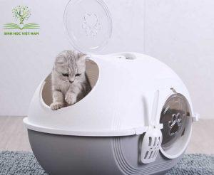 Ảnh 1: Nhà vệ sinh cho mèo giúp nhà cửa của bạn thêm sạch sẽ