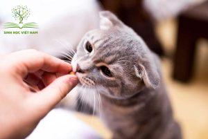 Bánh thưởng giúp huấn luyện mèo dễ dàng hơn