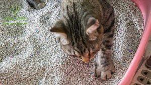 Cát đất sét vón cục