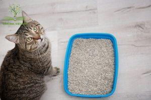 Chọn cát vệ sinh mèo sạch sẽ phù hợp giúp thú cưng khỏe mạnh