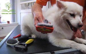 Lược chải lông chó giúp loại bỏ lông gãy rụng và giúp bộ lông mượt mà hơn