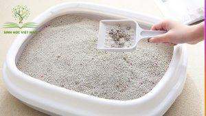 Nên mua cát vệ sinh cho mèo Hà Nội ở đâu?