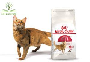 Thức ăn cho mèo Fit 32 mang đến những tác dụng tuyệt vời cho hệ tiêu hóa