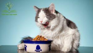 Thức ăn cho mèo đảm bảo cung cấp đầy đủ dinh dưỡng