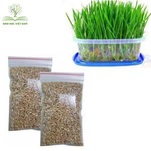 Hạt cỏ mèo mang lại nhiều tác dụng cho mèo khi ăn